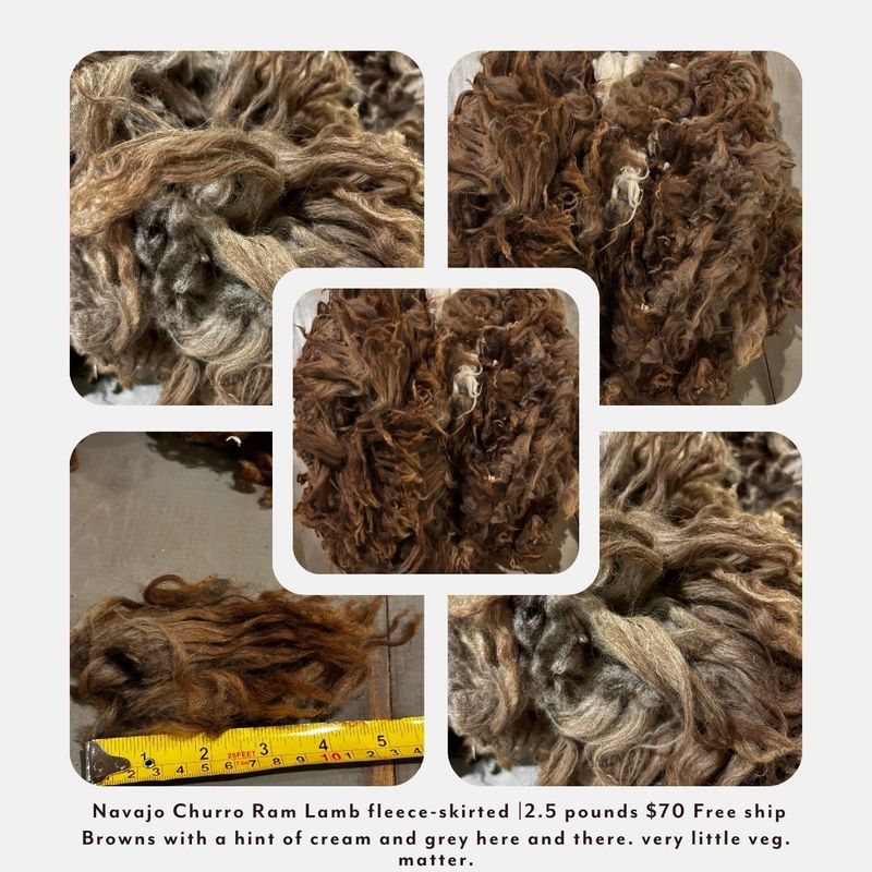 Navajo Churro Ram Lamb Fleece – Skirted | 2.5 lb |  Free Shipping