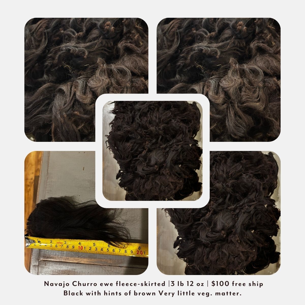 Navajo Churro Mature Ewe Fleece – Skirted | 3 lb 12 oz |  Free Shipping