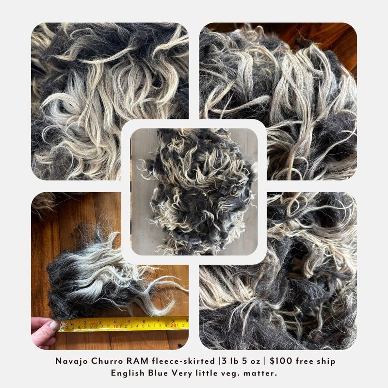 Navajo Churro Ram Fleece – Skirted | 3 lb 5 oz | Free Shipping