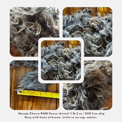 Navajo Churro Ram Lamb Fleece – Skirted | 1 lb 2 oz | Free Shipping Navajo Churro Ram Lamb Fleece – Skirted | 1 lb 2 oz | Free Shipping