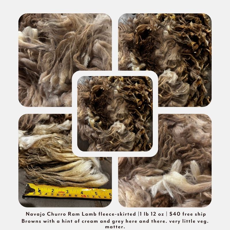 Navajo Churro Ram Lamb Fleece – Skirted | 1 lb 12 oz |  Free Shipping