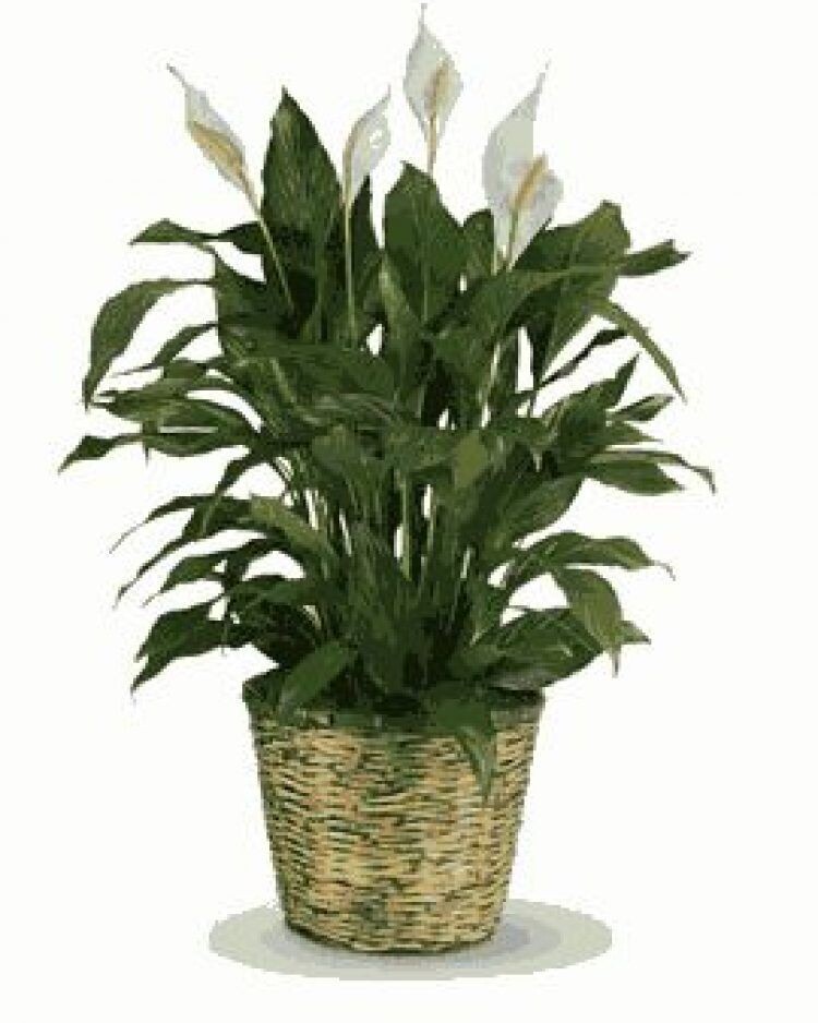Peace Lilies Potted Plant
