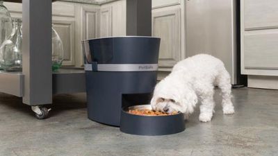 Dog and Cat Feeders