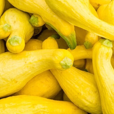 Yellow Squash