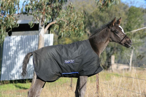Foal Coat