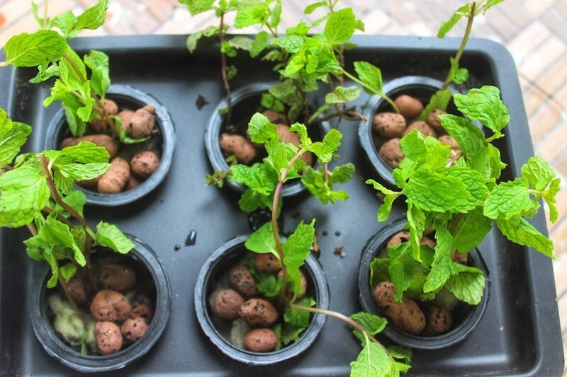 Hydroponics New Magic Pot - Standard