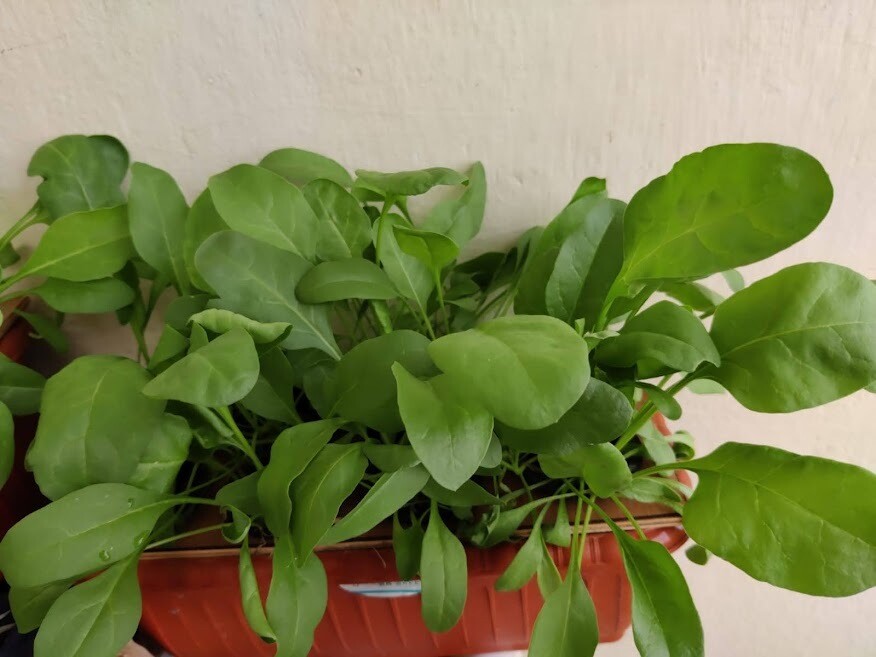 Hydroponics Magic Pot