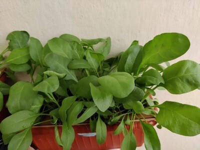 Hydroponics Magic Pot