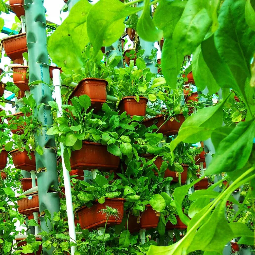 Hydroponics Mini HydroFarmer System