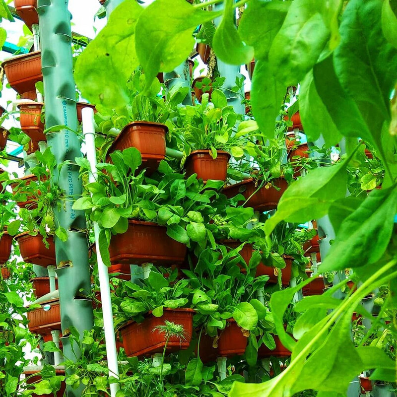Hydroponics Mini HydroFarmer System