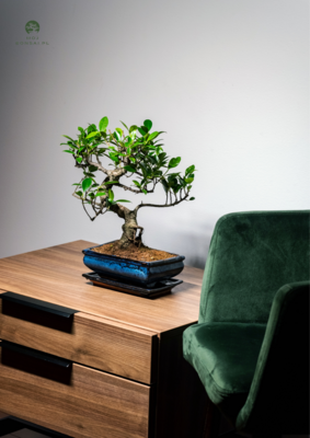 Ficus Bonsai P20 S