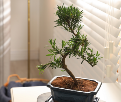 Drzewka bonsai do wnętrz