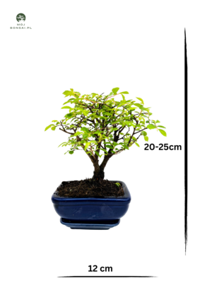 Ulmus Parvifolia bonsai (Chinese elm)  P12