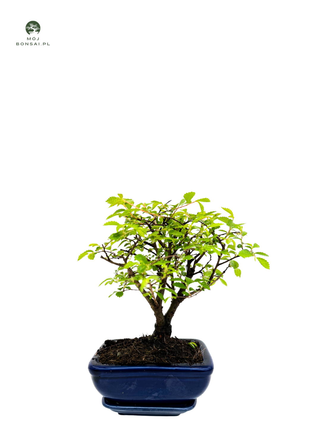 Ulmus Parvifolia bonsai (Chinese elm)  P12