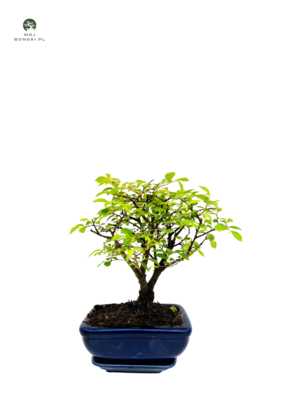 Ulmus Parvifolia bonsai (Chinese elm)  P12