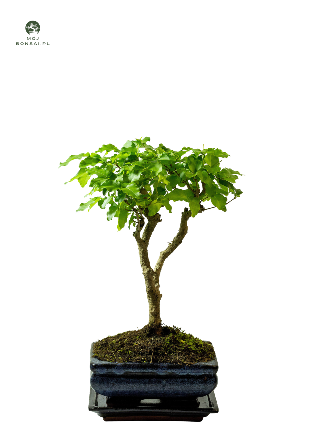 Privet Bonsai P15 (Ligustrum)