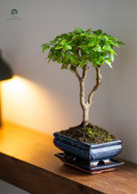 Privet Bonsai P15 (Ligustrum)