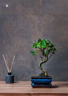 Ficus Bonsai P15 S