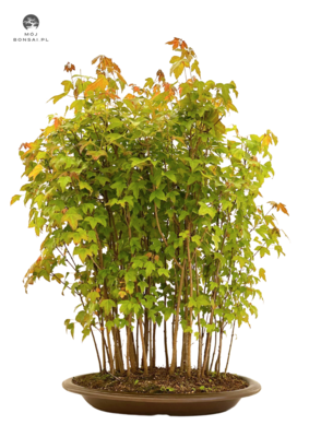 Acer Trident - Klon buergerianum Las P20 Bürgera