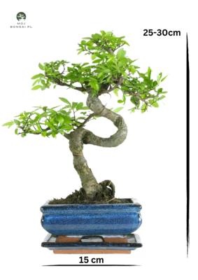 Ulmus Parvifolia bonsai (Chinese elm)  P15 S