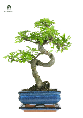 Ulmus Parvifolia bonsai (Chinese elm)  P15 S