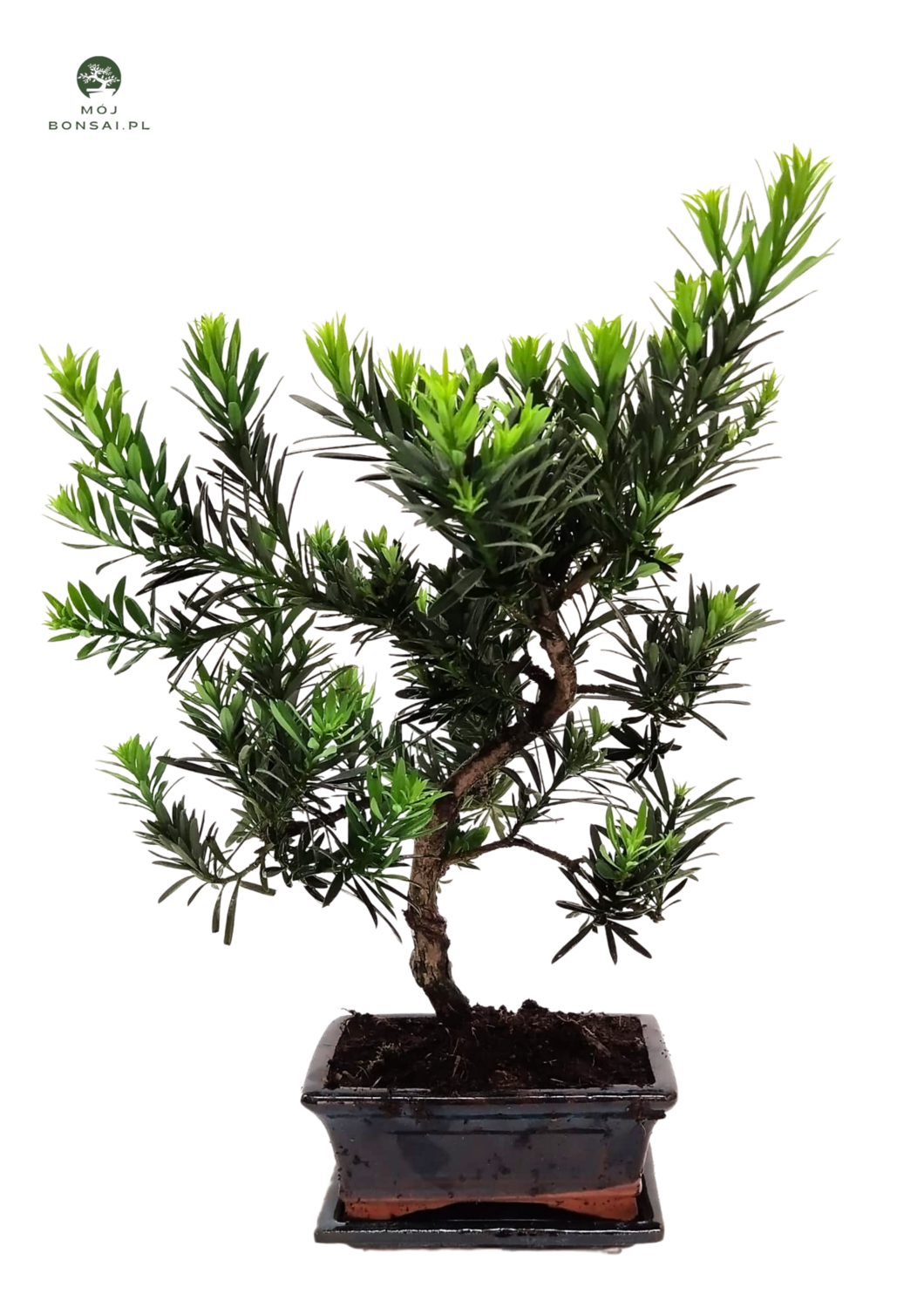 Podocarpus bonsai P15 S