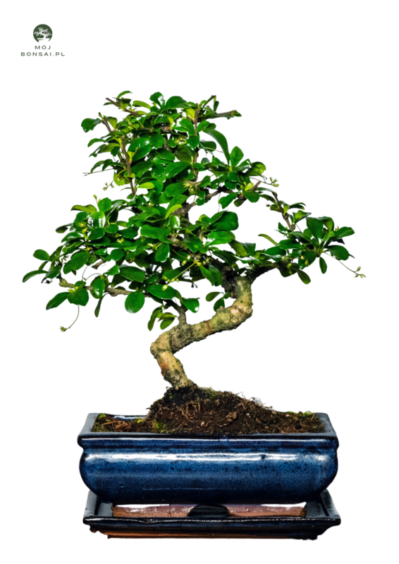 Carmona Bonsai Drzewo herbaciane w kształcie litery S P20