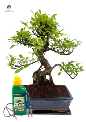Ficus Bonsai P25 S pełna kompletacja