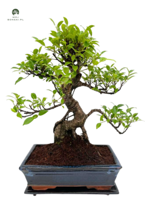 Ficus Bonsai P25 S pełna kompletacja
