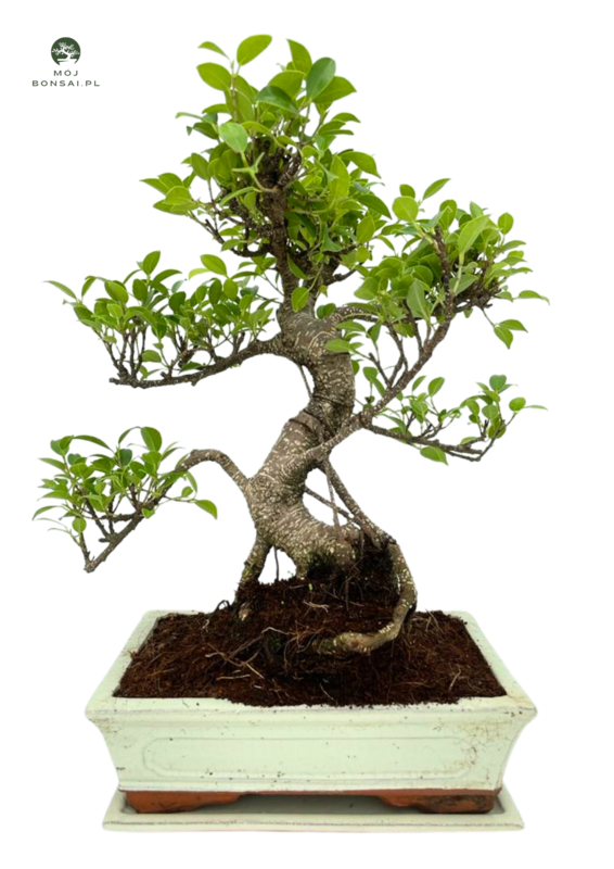 Ficus Bonsai P25 S