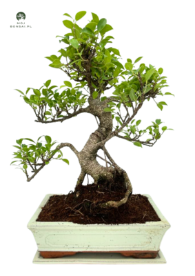 Ficus Bonsai P25 S