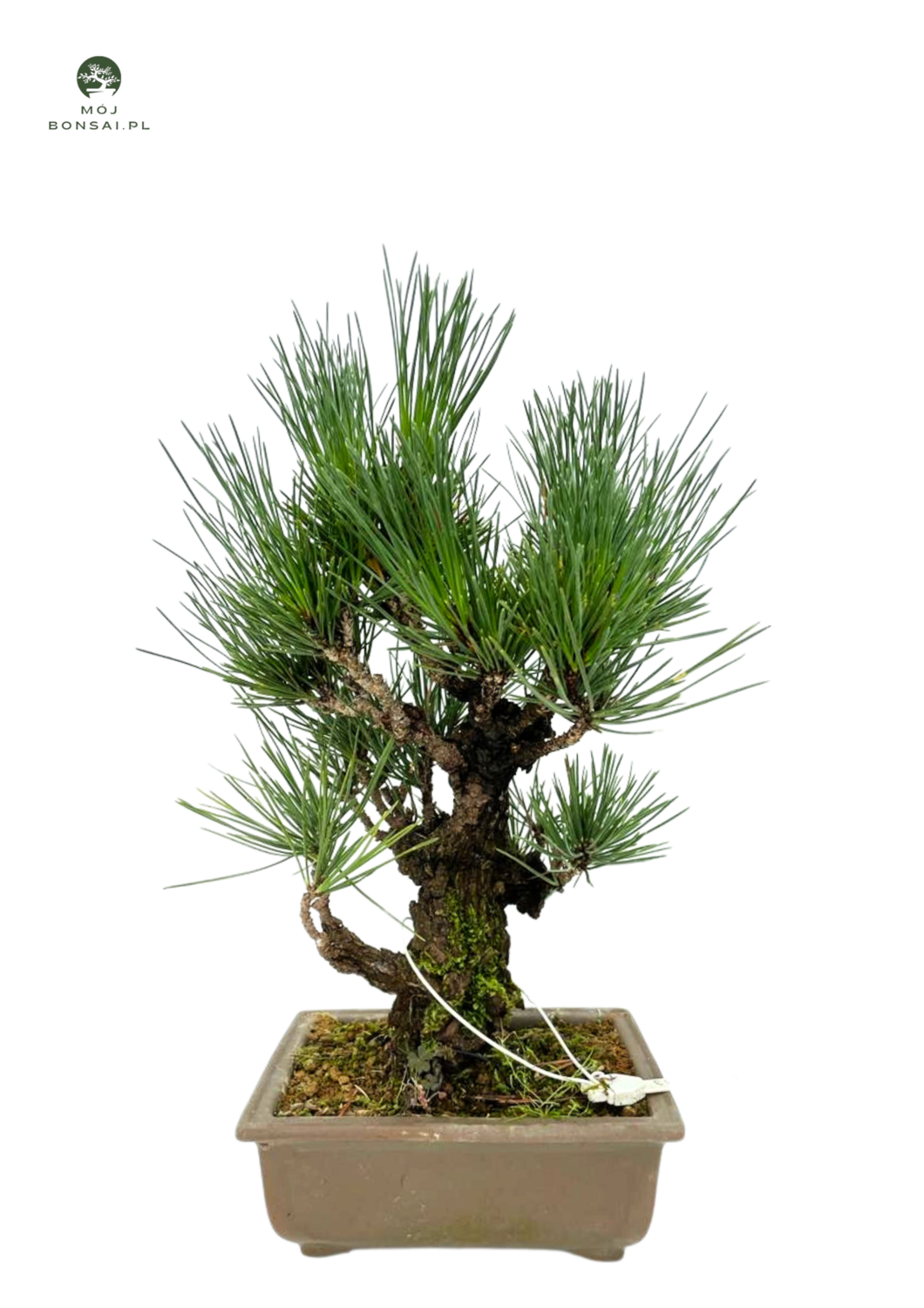 Bonsai z czarnej sosny Pinus Thunbergii ( Cork Bark Japanese Black Pine