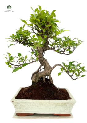 Ficus Bonsai P25 S