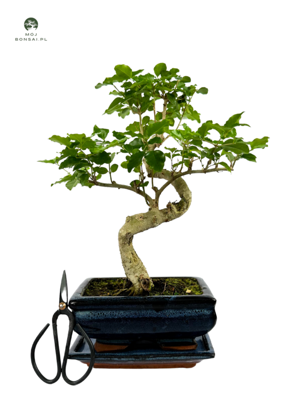 Privet Bonsai P15 S (Ligustrum) + nożyce D9