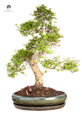 Ulmus Parvifolia bonsai (Chinese elm)  P43 S
