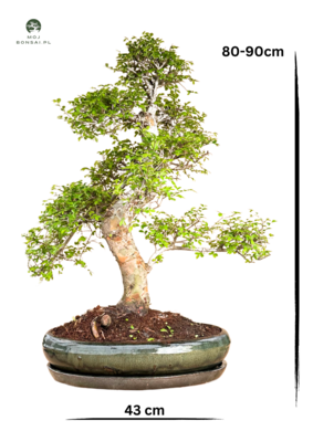 Ulmus Parvifolia bonsai (Chinese elm)  P43 S