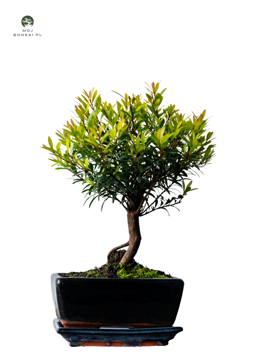 Syzygium P15 bonsai