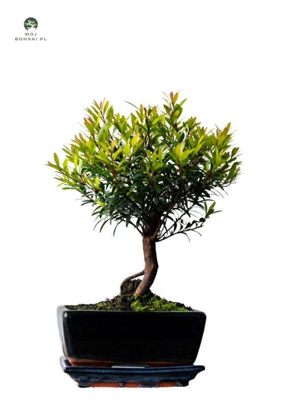 Syzygium P15 bonsai