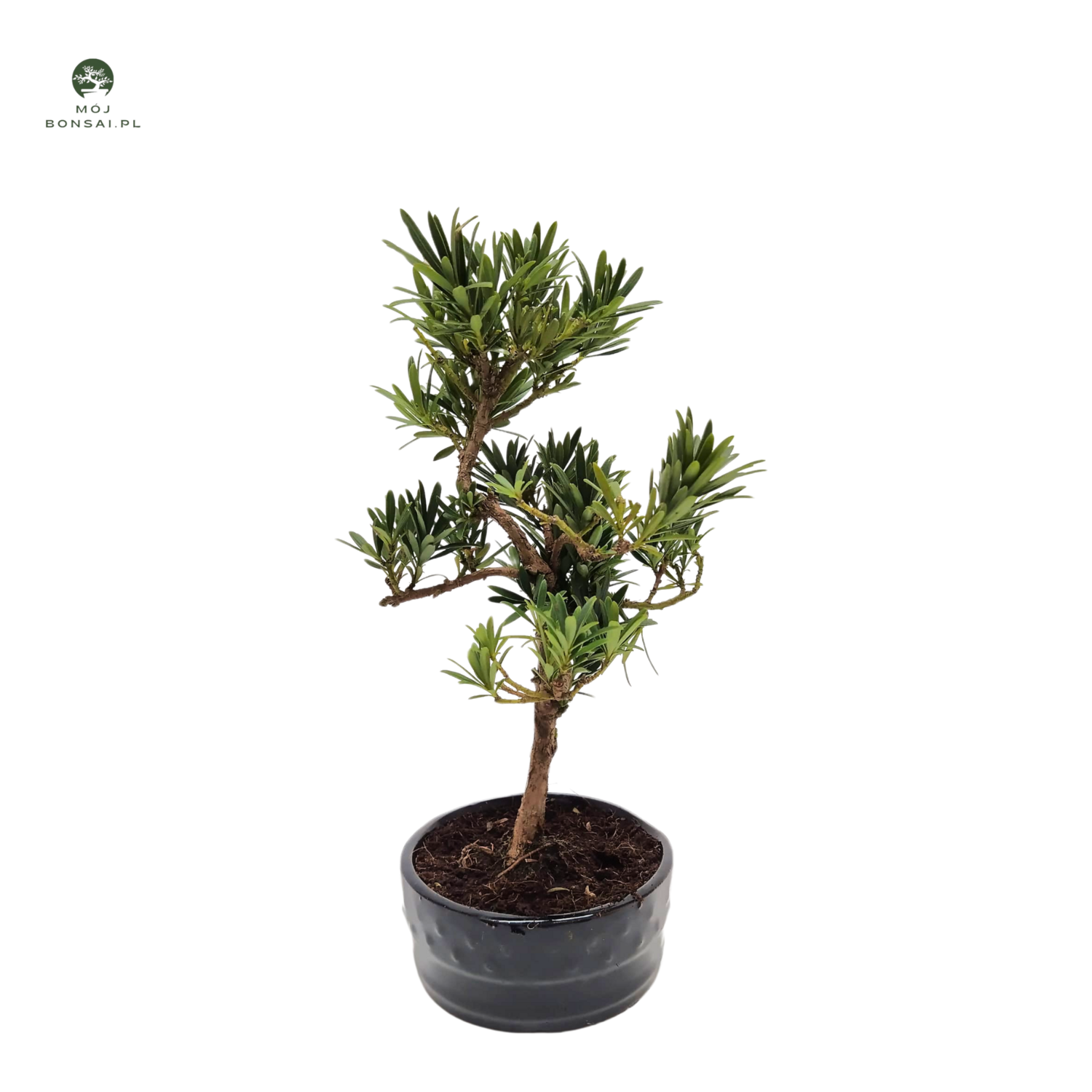 Podocarpus bonsai P12 S