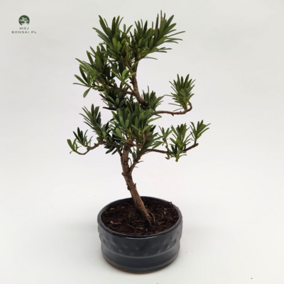 Podocarpus bonsai P12 S