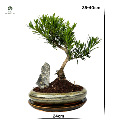 Podocarpus bonsai P24 z kamieniem