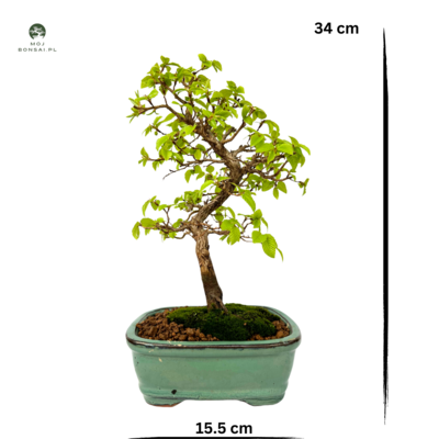 Grab koreański P15.5 (Korean Hornbeam) Carpinus