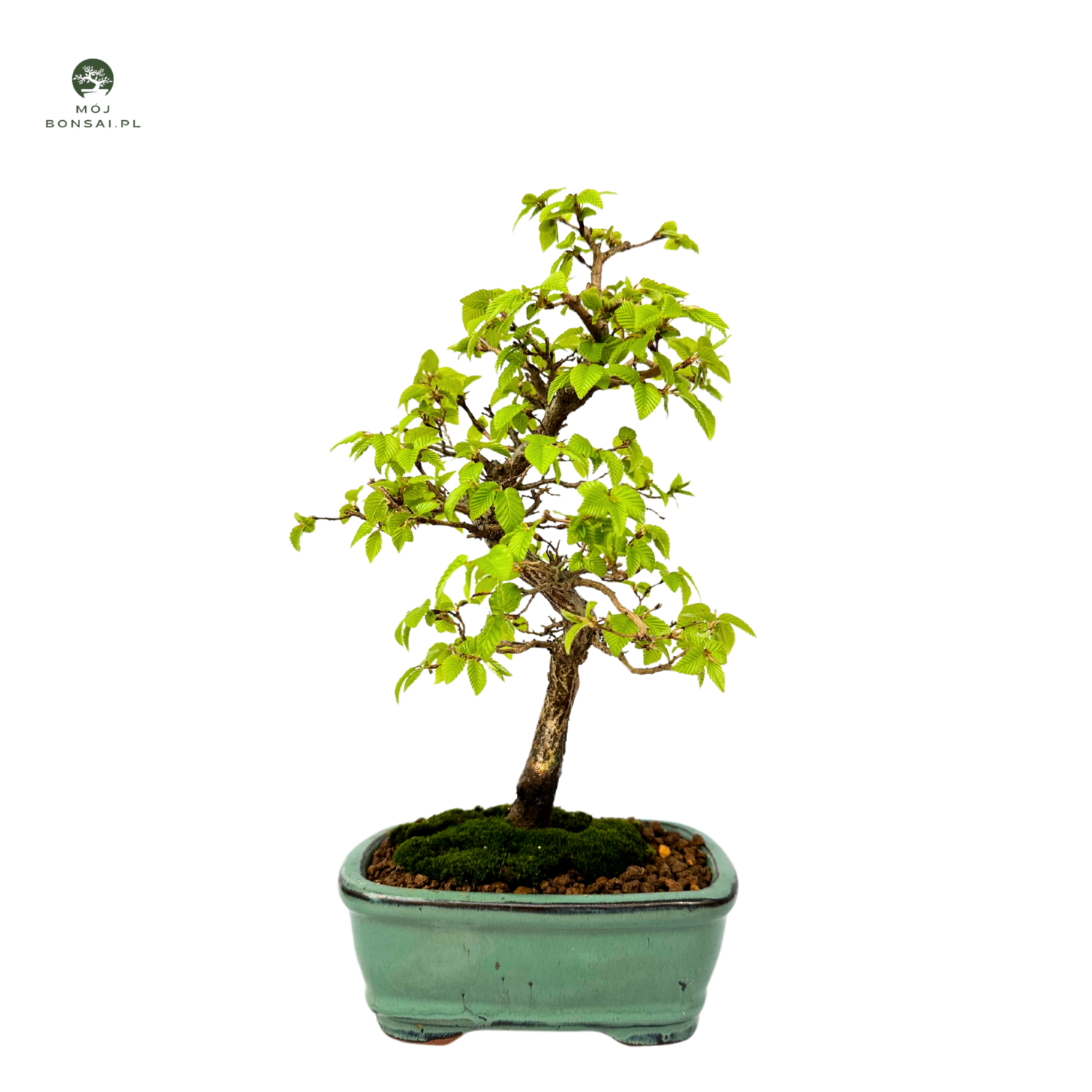 Grab koreański P15.5 (Korean Hornbeam) Carpinus