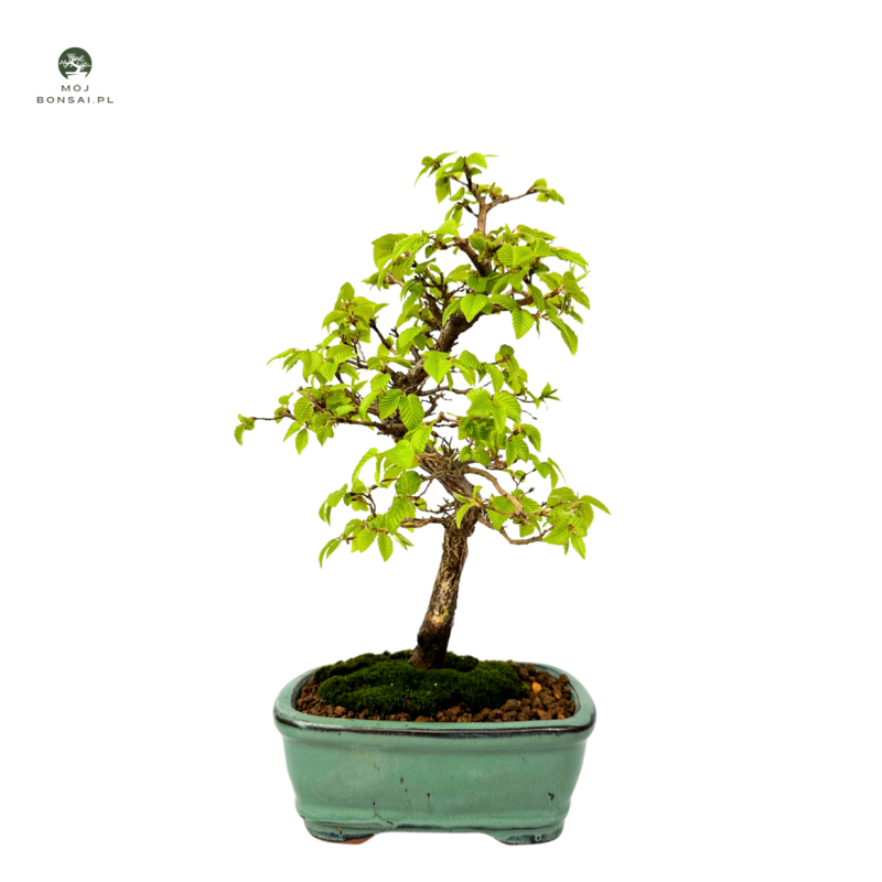 Grab koreański P15.5 (Korean Hornbeam) Carpinus