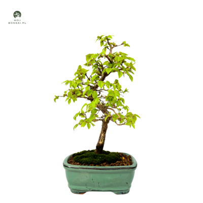 Grab koreański P15.5 (Korean Hornbeam) Carpinus