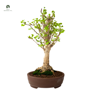 Ginkgo Biloba bonsai P25 Japan