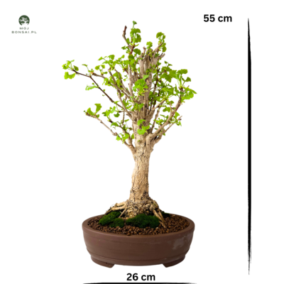 Ginkgo Biloba bonsai P25 Japan