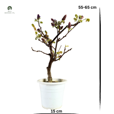 Wisteria floribunda bonsai P15