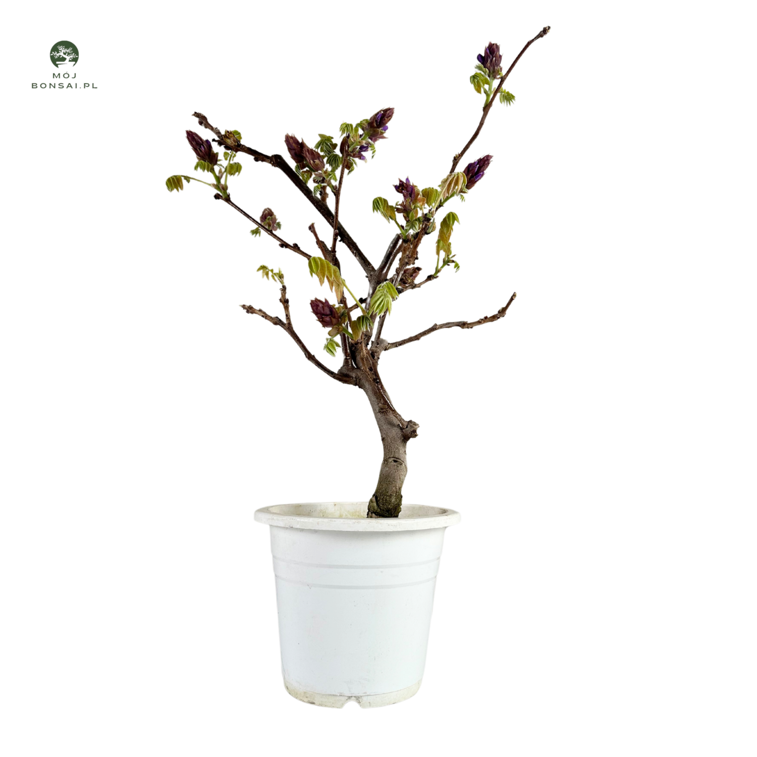 Wisteria floribunda bonsai P15