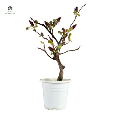Wisteria floribunda bonsai P15